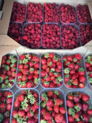 Органическая ягодная ферма 20 га